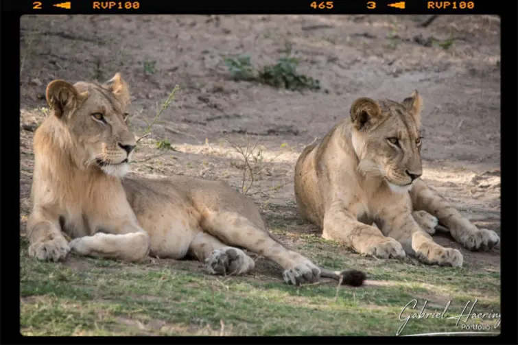 Two lionesses relax in the shadow early afternoon in Ruaha National Park