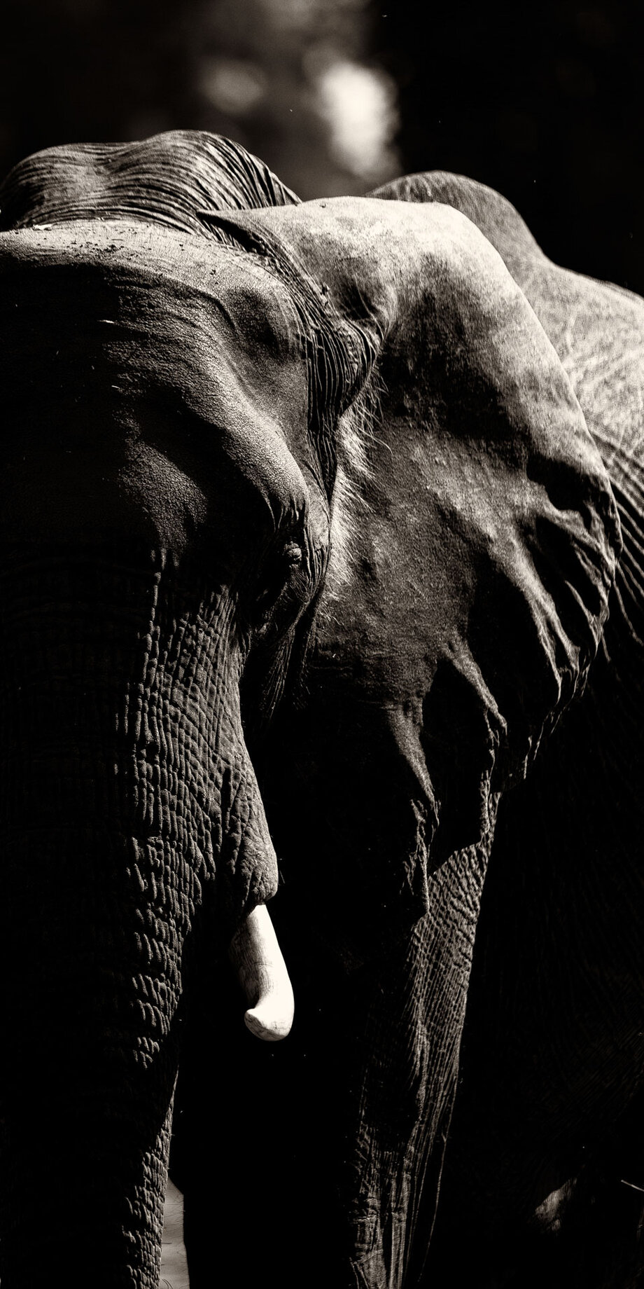 Close-up portrait of a bull elephant by Gabriel Haering