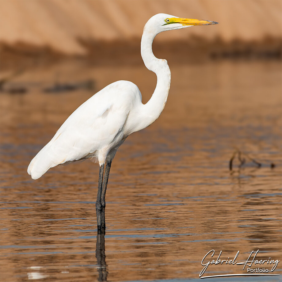 White heron on the banks of the Rufiji River in Nyerere National Park