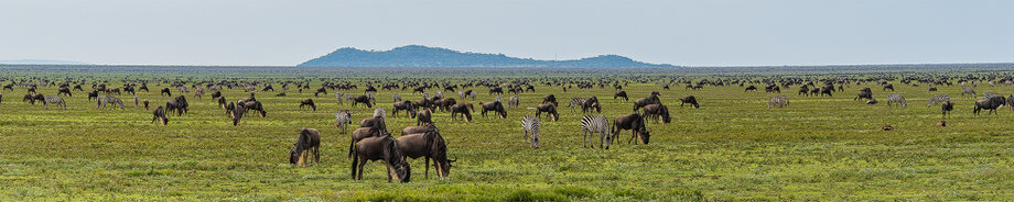 Great Migration calving season herd in the Serengeti and Ndutu plains in Tanzania