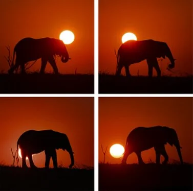 Elephant black and white fine art picture available for sale for a good cause in kenya