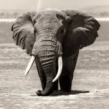 Elephant black and white fine art picture available for sale for a good cause in kenya