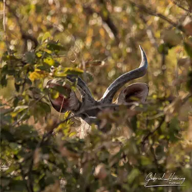 Animal glances in african nature