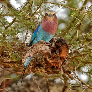 Animal glances in african nature