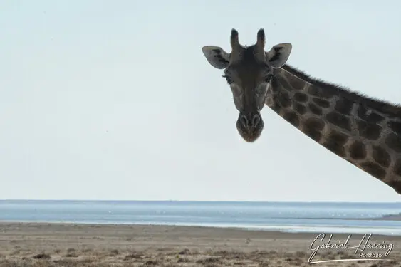 Animal glances in african nature