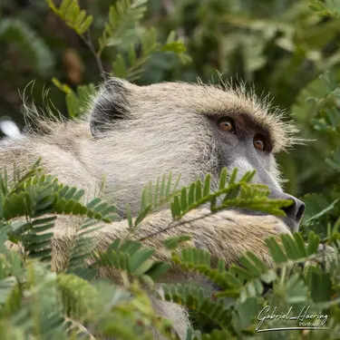 Animal glances in african nature