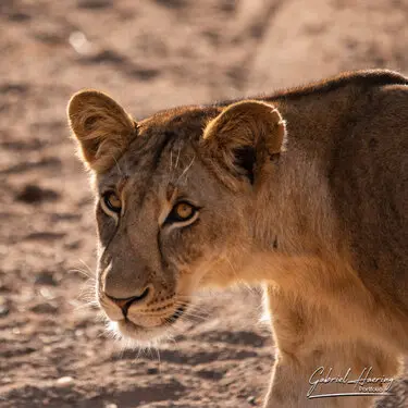 Animal glances in african nature