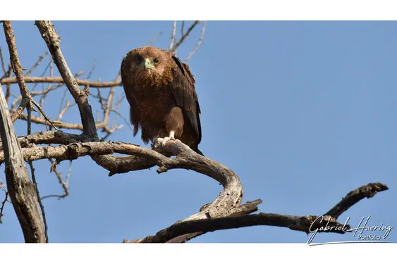 Animal glances in african nature