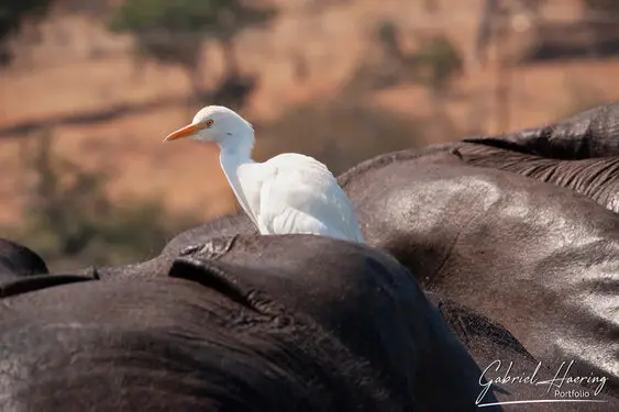 African birds depicted by Gabriel Haering