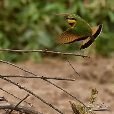 African birds depicted by Gabriel Haering