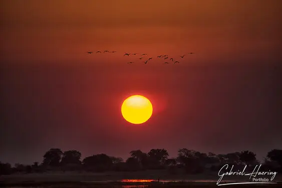 African birds depicted by Gabriel Haering