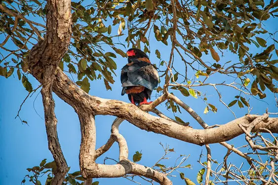 African birds depicted by Gabriel Haering