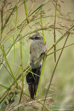 African birds depicted by Gabriel Haering