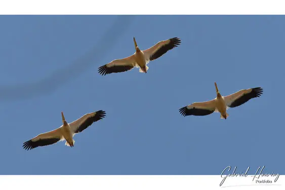 African birds depicted by Gabriel Haering