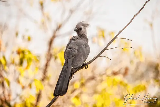 African birds depicted by Gabriel Haering