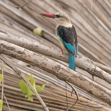 African birds depicted by Gabriel Haering