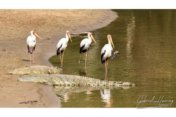 African birds depicted by Gabriel Haering