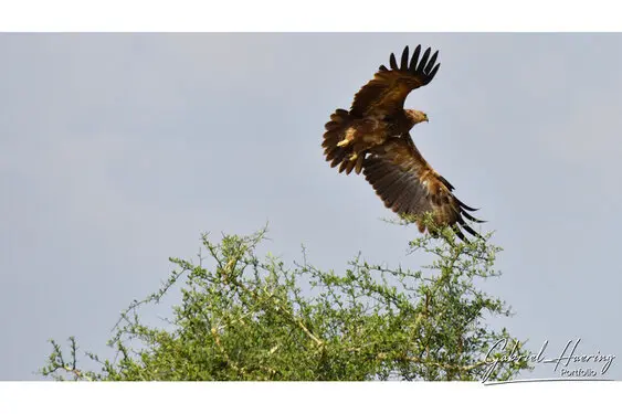 African birds depicted by Gabriel Haering