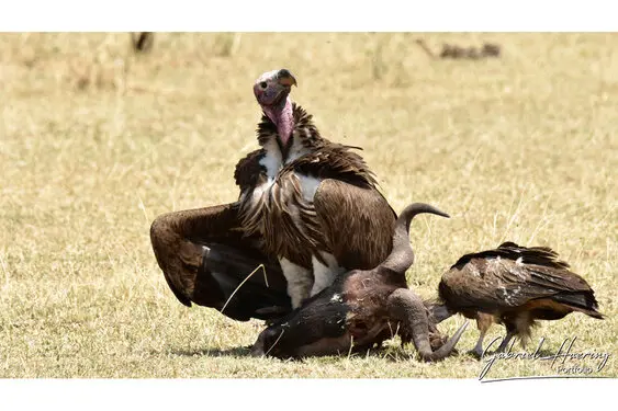 African birds depicted by Gabriel Haering