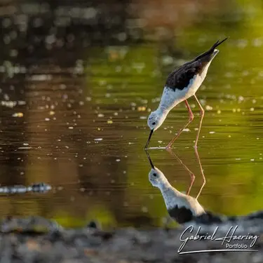 African birds depicted by Gabriel Haering