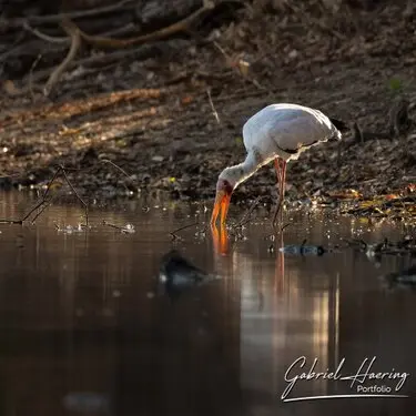 African birds depicted by Gabriel Haering