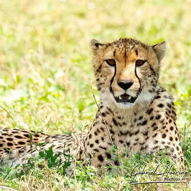 African felines - by Gabriel Haering