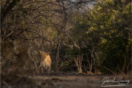 African felines - by Gabriel Haering