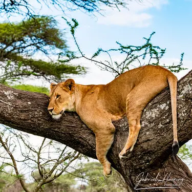 African felines - by Gabriel Haering