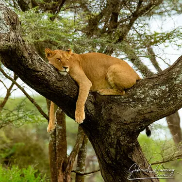 African felines - by Gabriel Haering