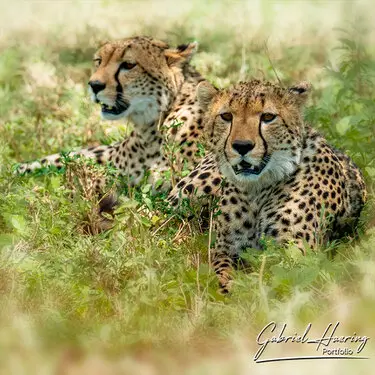 African felines - by Gabriel Haering