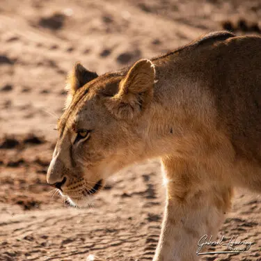 African felines - by Gabriel Haering