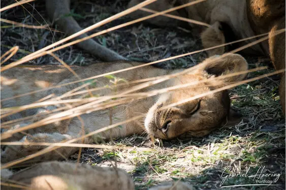 African felines - by Gabriel Haering