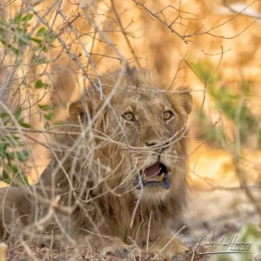 African felines - by Gabriel Haering