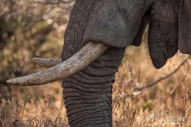 African Elephants by Gabriel Haering