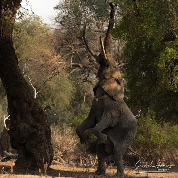 African Elephants by Gabriel Haering