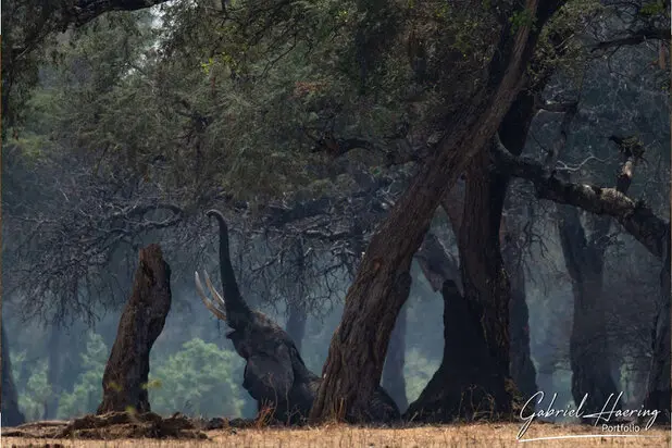 African Elephants by Gabriel Haering