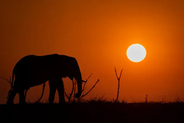 African Elephants by Gabriel Haering