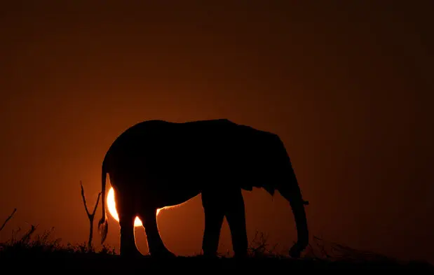 African Elephants by Gabriel Haering