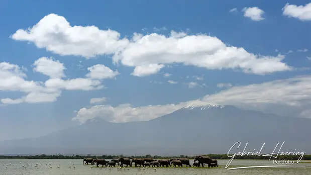 African Elephants by Gabriel Haering