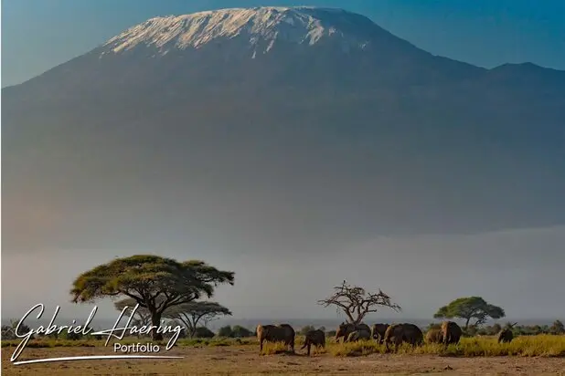 African Elephants by Gabriel Haering