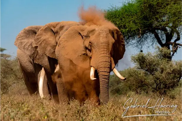 African Elephants by Gabriel Haering