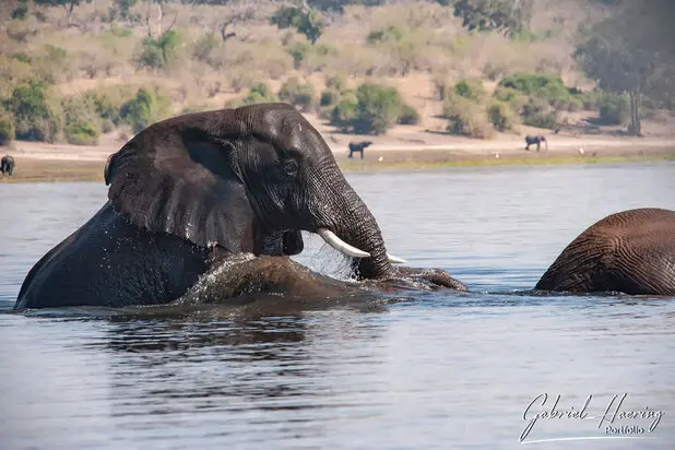 African Elephants by Gabriel Haering