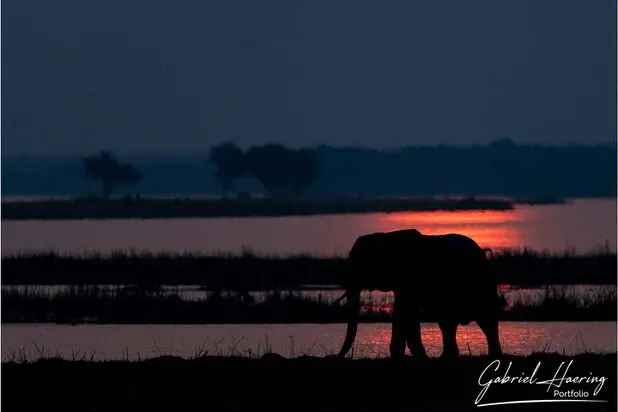 African Elephants by Gabriel Haering