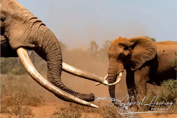 African Elephants by Gabriel Haering