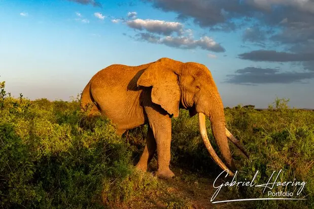 African Elephants by Gabriel Haering