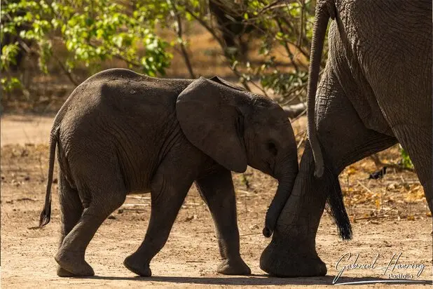 African Elephants by Gabriel Haering