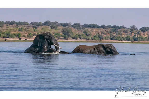 African Elephants by Gabriel Haering