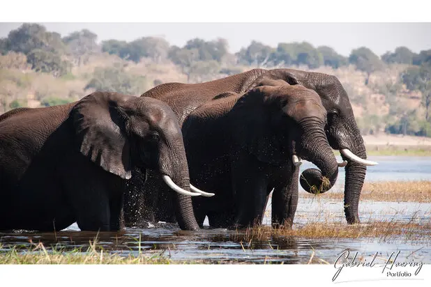 African Elephants by Gabriel Haering