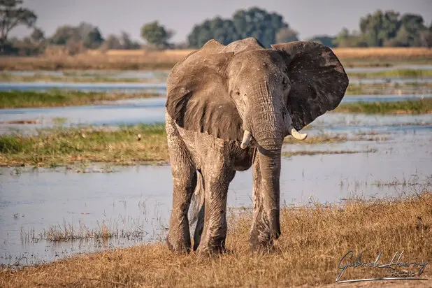 African Elephants by Gabriel Haering