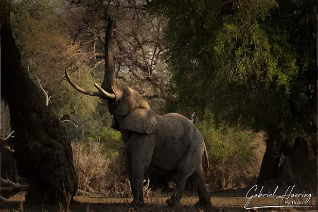 African Elephants by Gabriel Haering